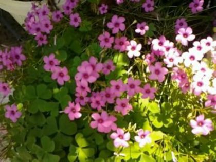  - Oxalis 2013
