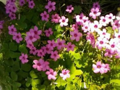  - Oxalis 2013