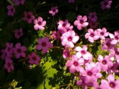  - Oxalis 2013