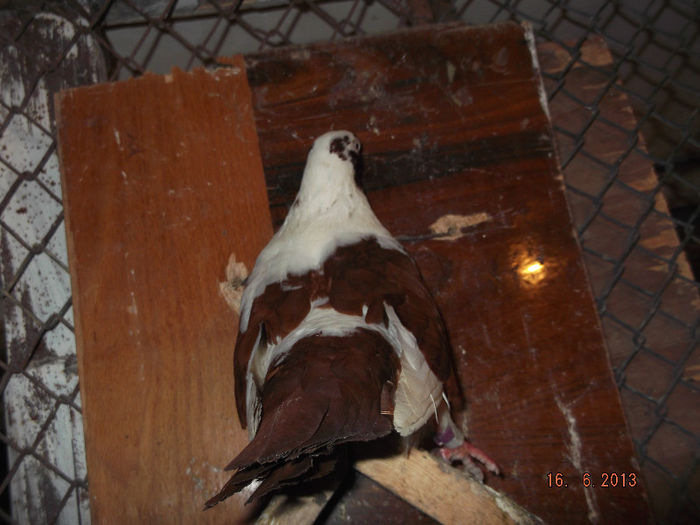 mascat de  braila  pe  rosu