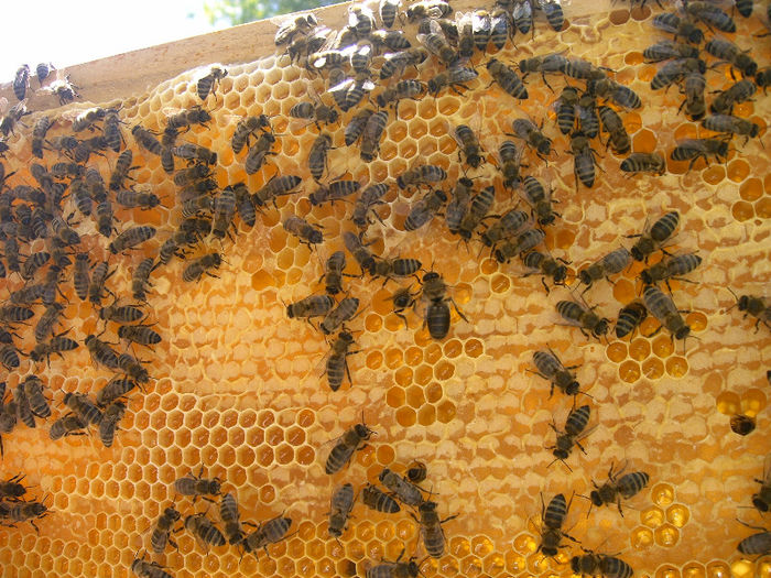 Ramă cu miere - Apicultura