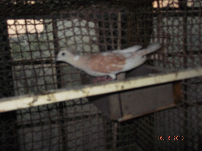 turturele  rizatoare4