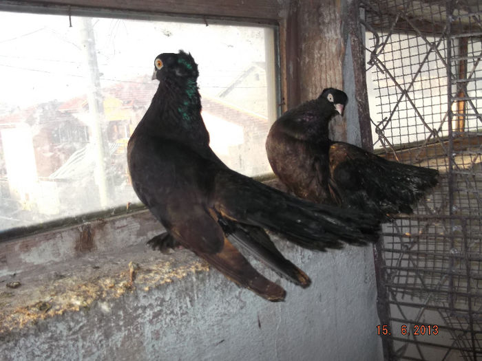 rostovi  pereche  corbi - ROSTOWI