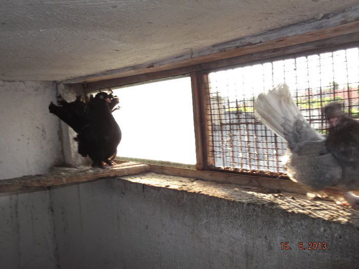 rostovi pereche - ROSTOWI