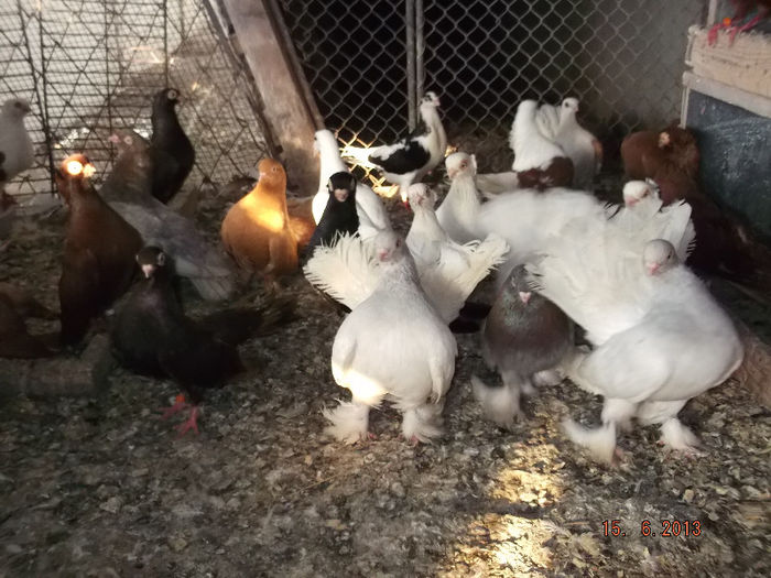 rostovi sidef pereche