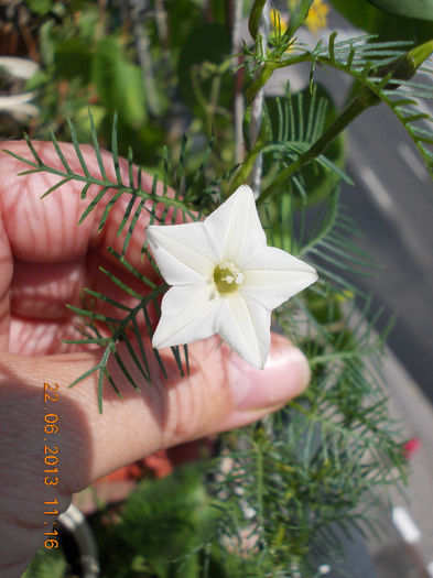 22 iunie 2013-zorica stelata alba - zorele