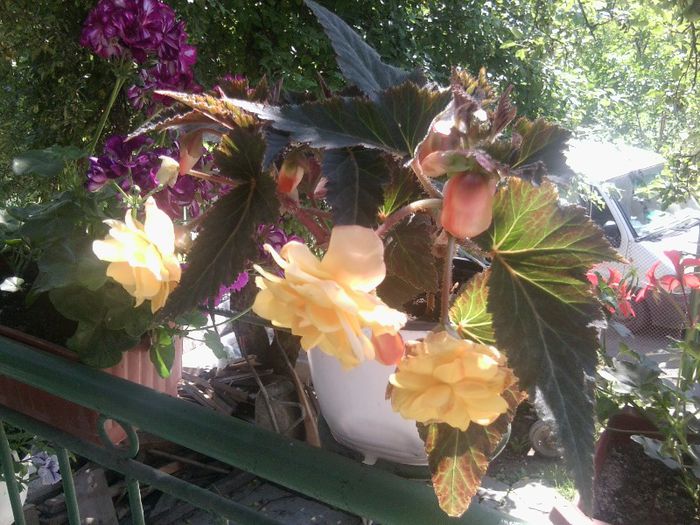 Begonie curgatoare - Flori pe balcon