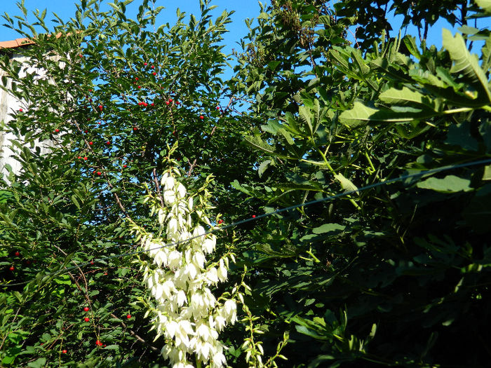 DSCN3727 - Yucca filamentosa