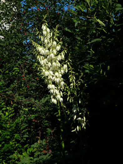 DSCN3732 - Yucca filamentosa