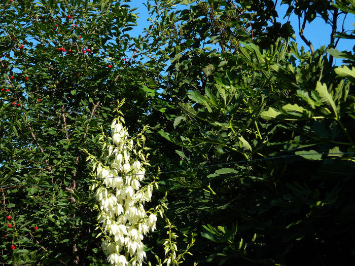 DSCN3736 - Yucca filamentosa