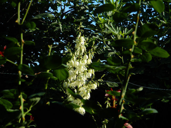 DSCN3741 - Yucca filamentosa