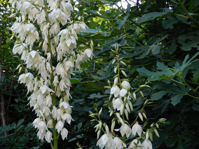 DSCN3822 - Yucca filamentosa