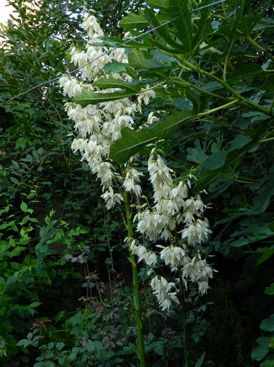 DSCN3915 - Yucca filamentosa