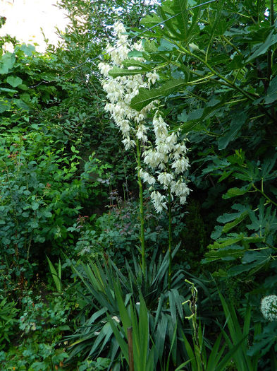 DSCN3916 - Yucca filamentosa