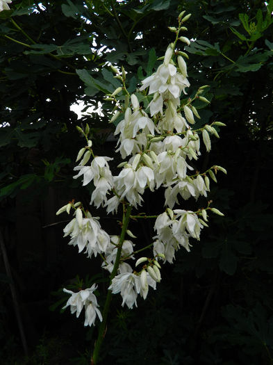 DSCN3917 - Yucca filamentosa