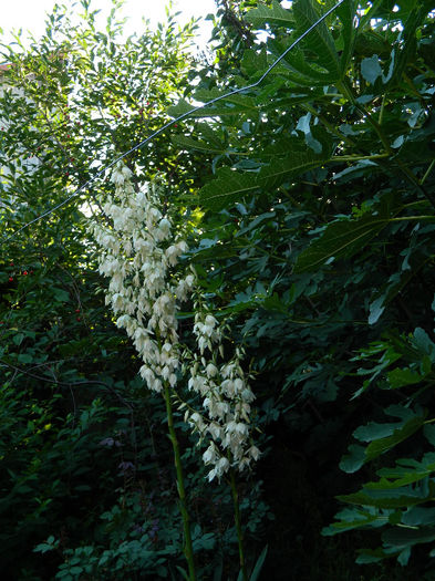 DSCN3816 - Yucca filamentosa