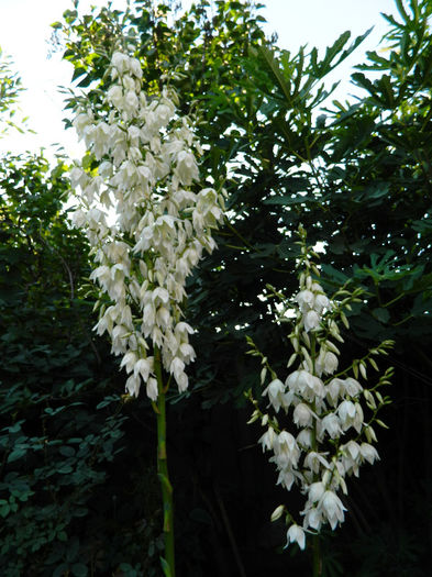 DSCN3819 - Yucca filamentosa