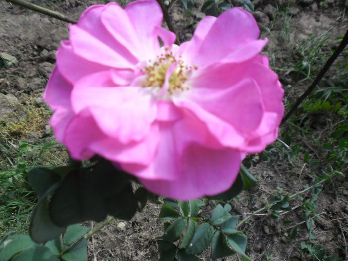 Trandafir dulceata 3; Trandafir dulceata
