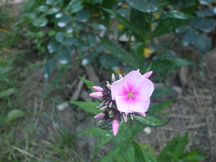 DSCF1919 - vara 2013