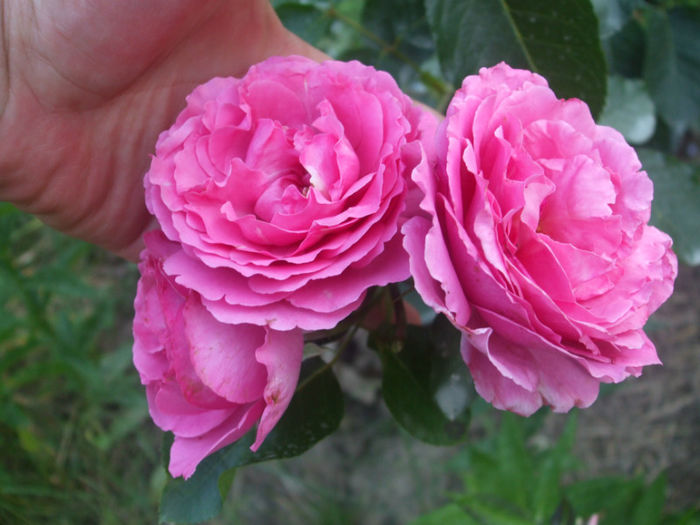 Yves Piaget - vara 2013