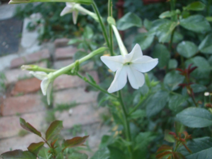 DSCF1930 - vara 2013