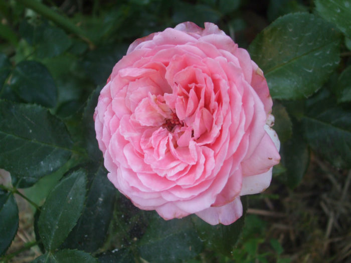 La Rose de Molinard - vara 2013