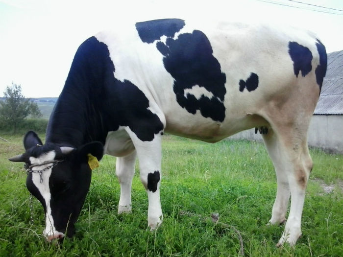 juninca 1 an de la vaca de 3 ani - Vacile mele holstein la pascut