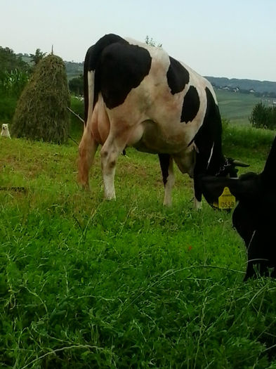 vaca - Vacile mele holstein la pascut