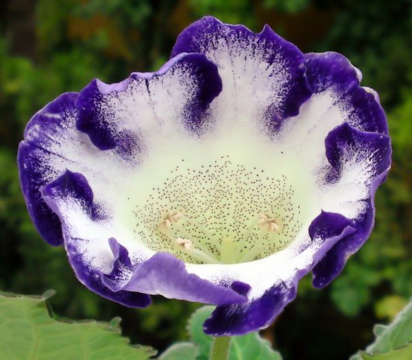 Si aceasta trebuia sa fie brocade. - Gloxinii