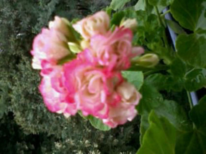 Appleblossom Rosebud