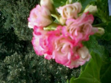 Appleblossom Rosebud