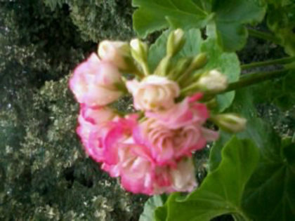 Appleblossom Rosebud