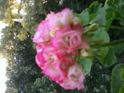 Appleblossom Rosebud