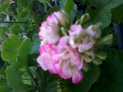 Appleblossom Rosebud