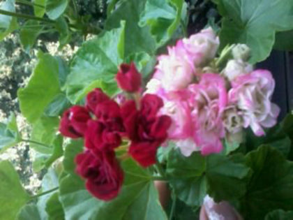 Appleblossom Rosebud si trandafir rosu