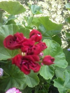 trandafir rosu - Muscate