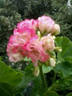 Appleblossom Rosebud