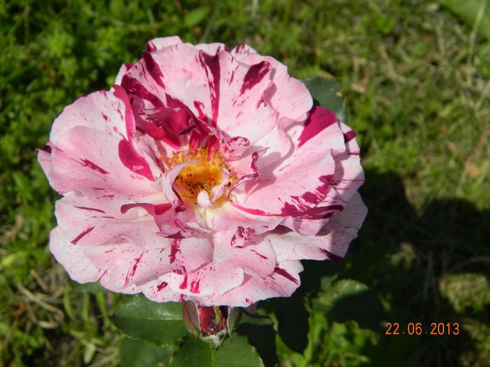 E bulgareascul Nr.18 - 0 Primii trandafiri