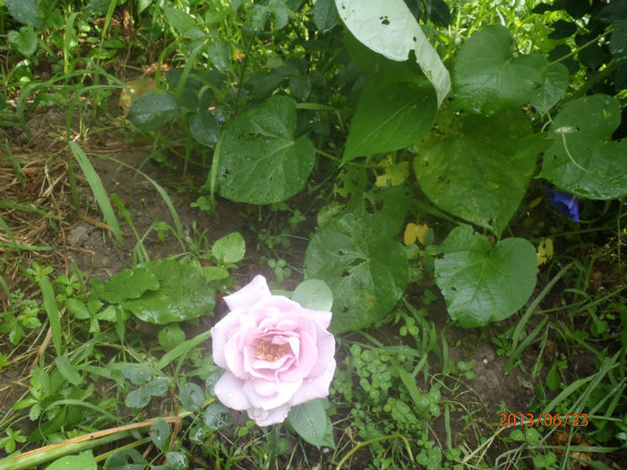 P6230142