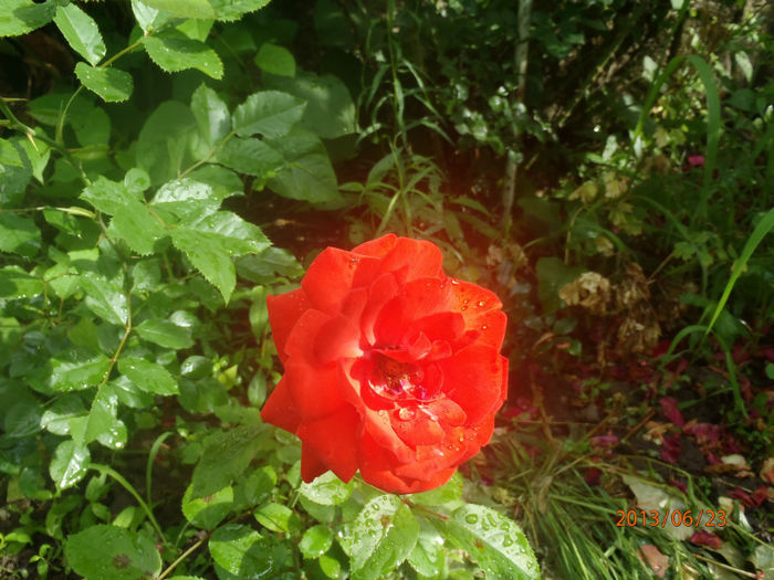 P6230145