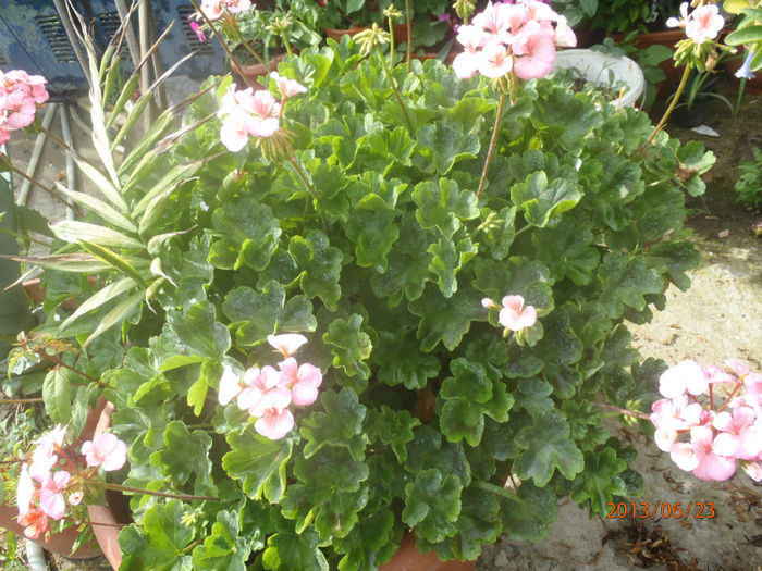 P6230147