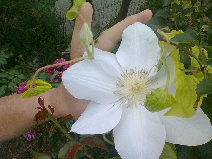 Florile: sunt mai mult solitare cu un diametru mare de15-20 cm.