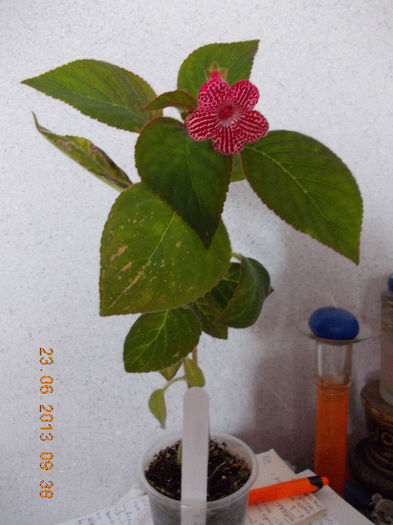 kohleria sunna