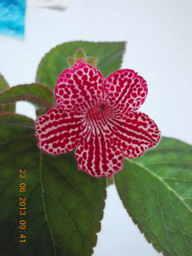 kohleria sunna - iunie 2013-flori