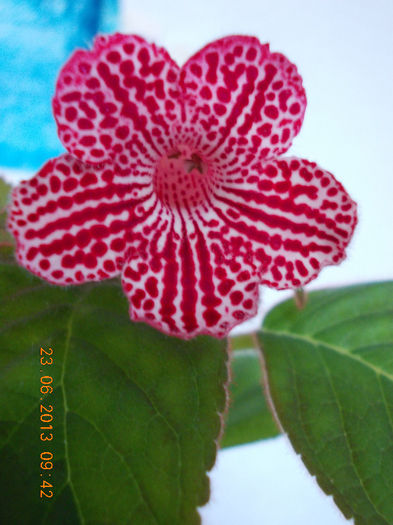 kohleria sunna - iunie 2013-flori