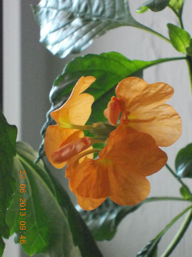 22-23 iunie 2013-flori si alex 046 - iunie 2013-flori