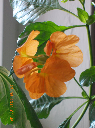 crossandra - iunie 2013-flori