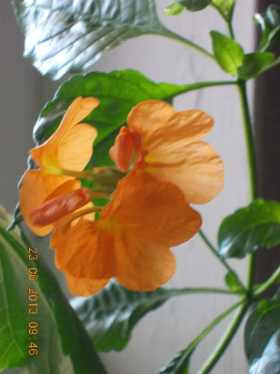 22-23 iunie 2013-flori si alex 048 - iunie 2013-flori