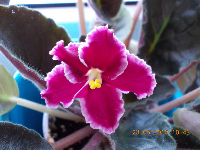 22-23 iunie 2013-flori si alex 049 - iunie 2013-flori