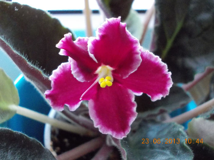 22-23 iunie 2013-flori si alex 051 - iunie 2013-flori